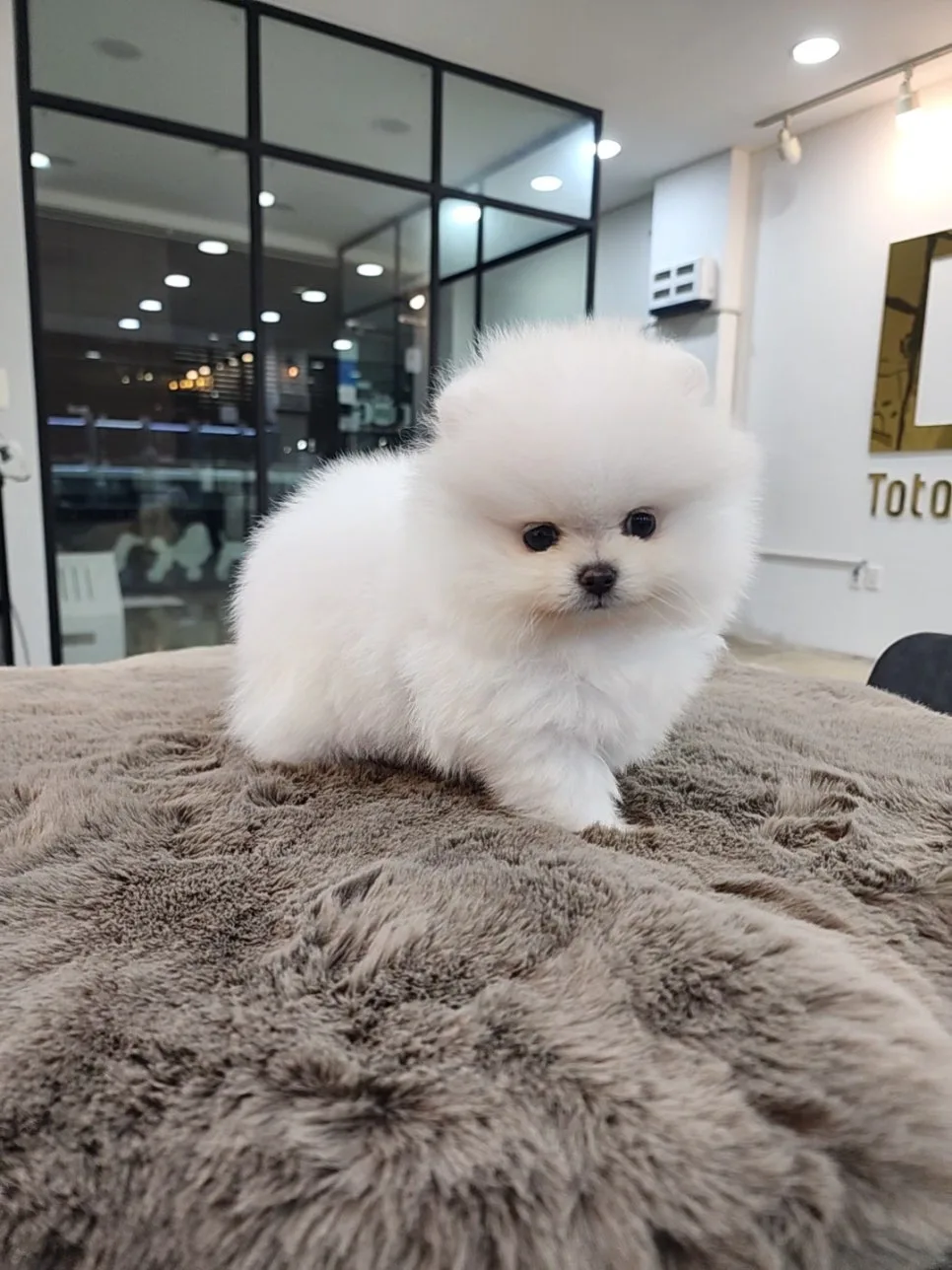 세종 강아지 분양 2026: 화이트 포메라니안 공주님 입양 정보 2