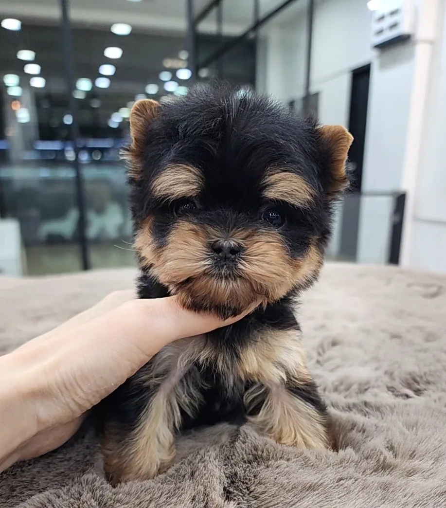 요크셔테리어 분양 2026: 손바닥만한 애교쟁이 강아지 입양 가이드 2