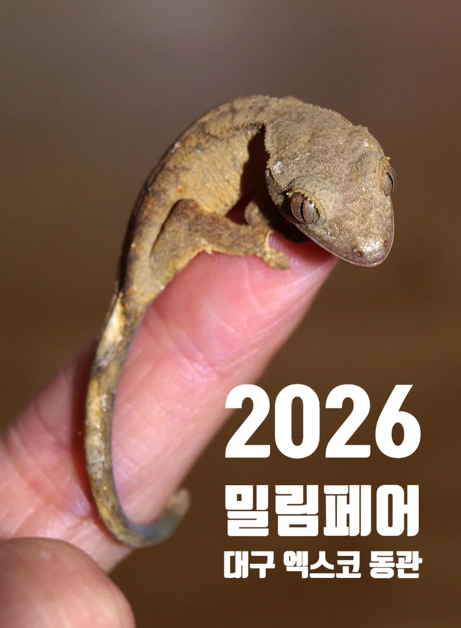 2026 밀림페어 파충류 박람회, 사전예약 혜택과 일정 총정리 — 취미 — slowpet365 1