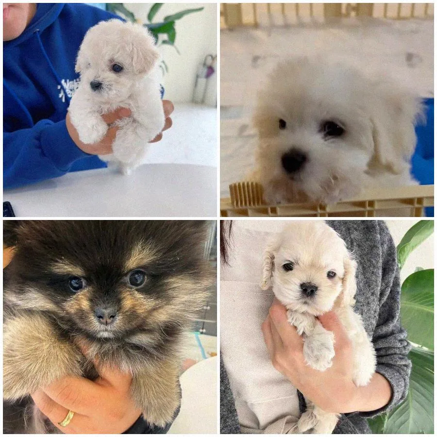 수원 강아지 분양 2026: 입양 전 필수 확인 사항 총정리 3