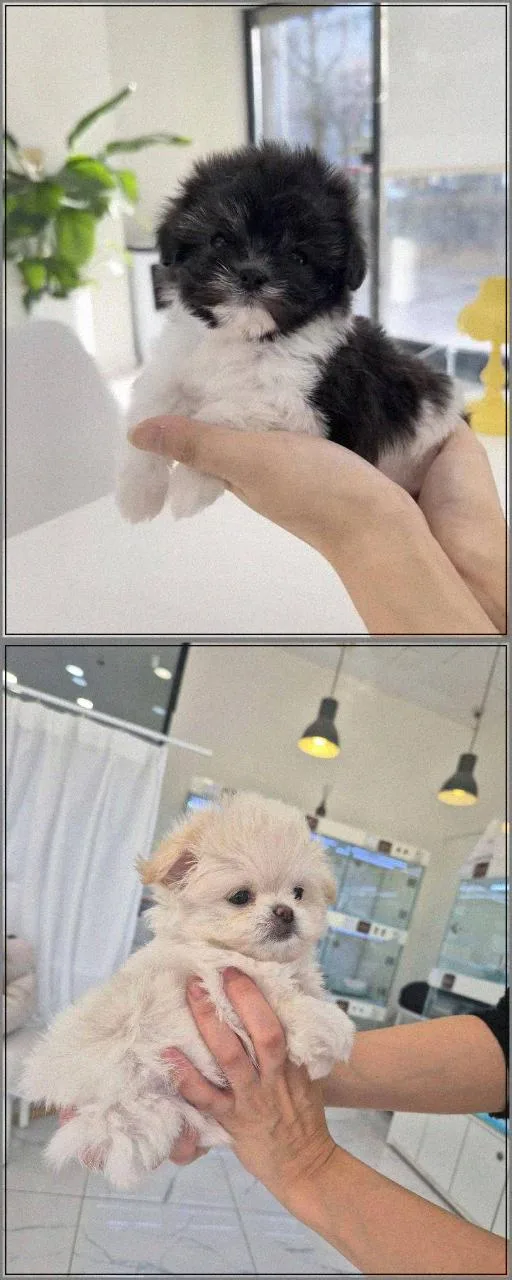 수원 강아지 분양 2026: 건강한 반려견 찾는 법 & 주의사항 총정리 2