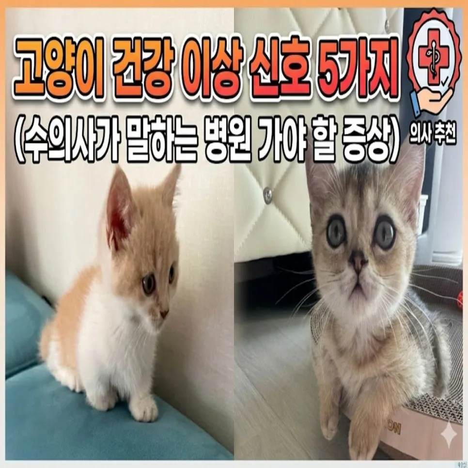 고양이 건강 이상 신호 5가지: 병원 가야 할 때 2026년 총정리 — 반려동물 — hanaypoj7642