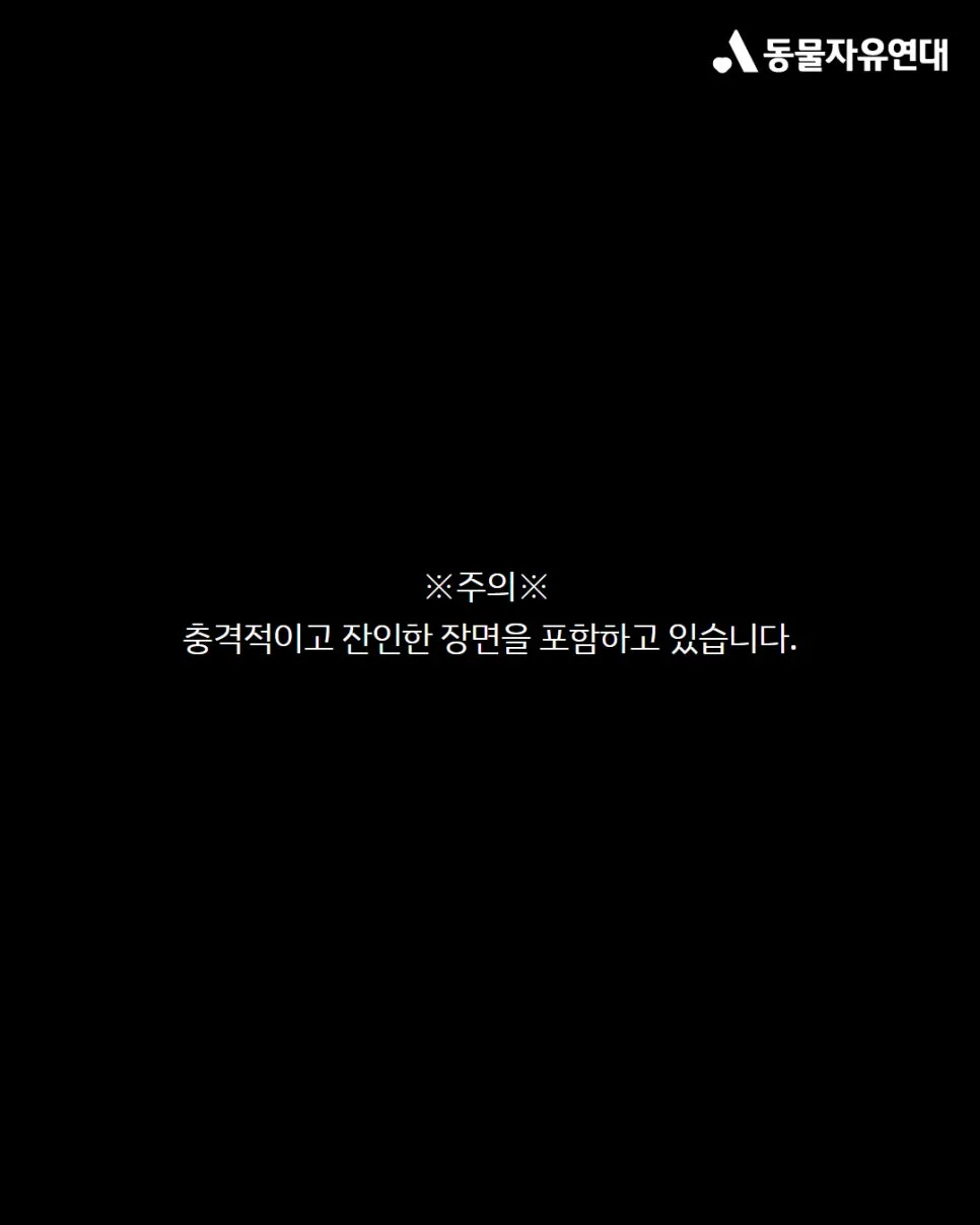 서울 강북구 고양이 학대 사건 2026: CCTV가 밝힌 진실 3