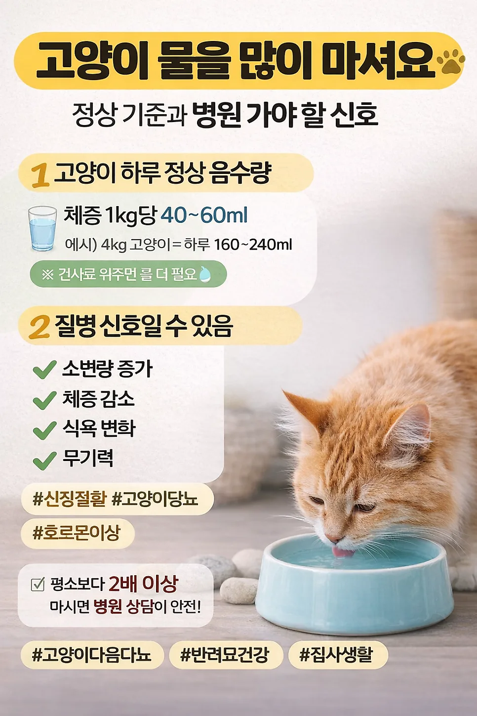 고양이 물 섭취량 2026년 기준: 과다 음수 원인과 병원 가야 할 때