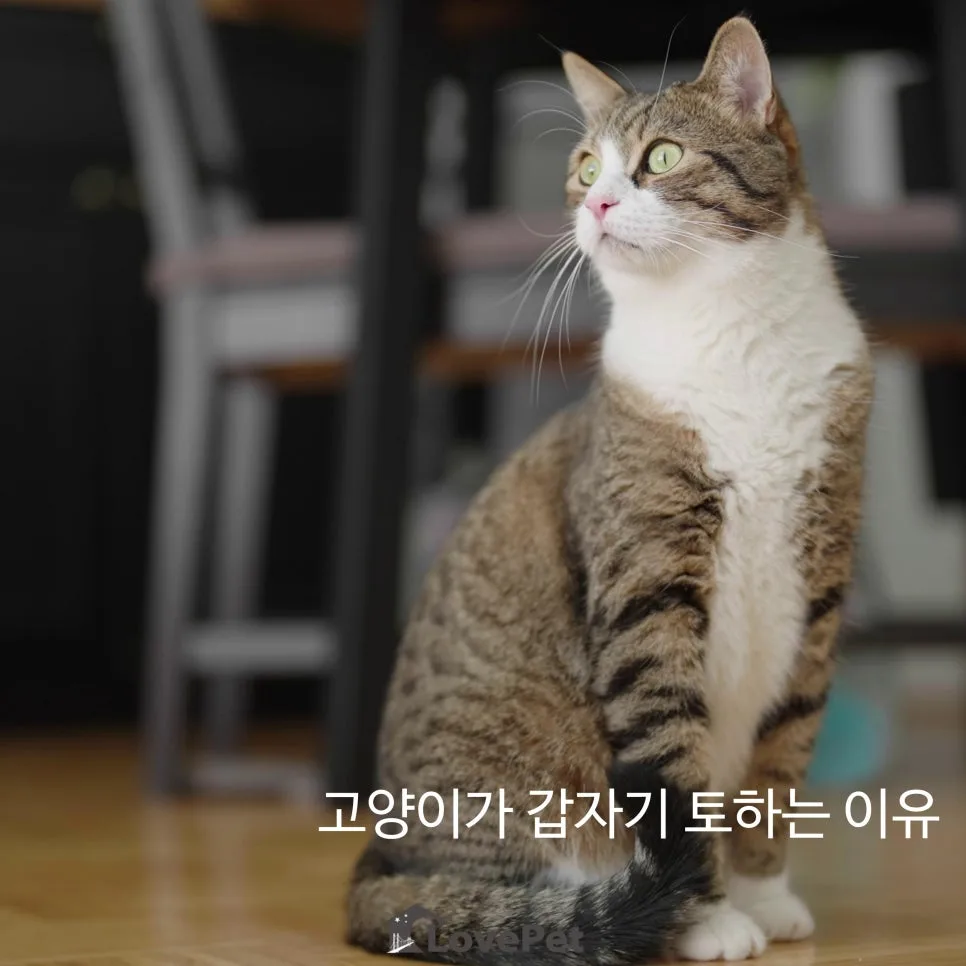 고양이 구토 원인 2026: 단순 헤어볼 넘어선 질병 신호 파악법 — 반려동물 — lovepet796342