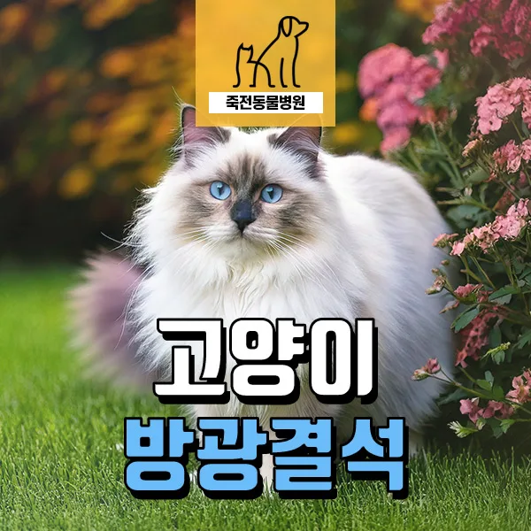 고양이 혈뇨, 마취 없이 검사 가능한가요? 2026년 최신 정보 — 반려동물 — astarose