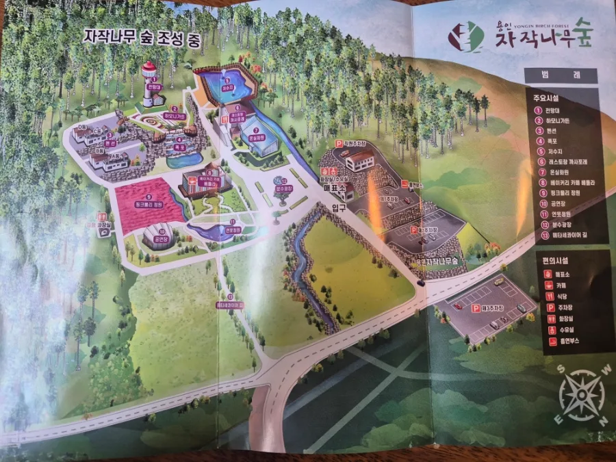 용인 자작나무 숲 2026: 봄꽃과 피톤치드 만끽하는 힐링 여행 코스 — 한국여행 — hyhjyj