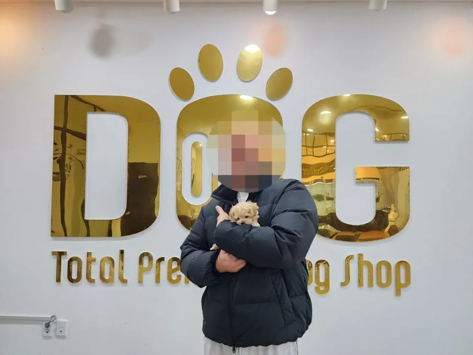 세종시 말티푸 분양 2026: 원독 경험 기반 입양 가이드