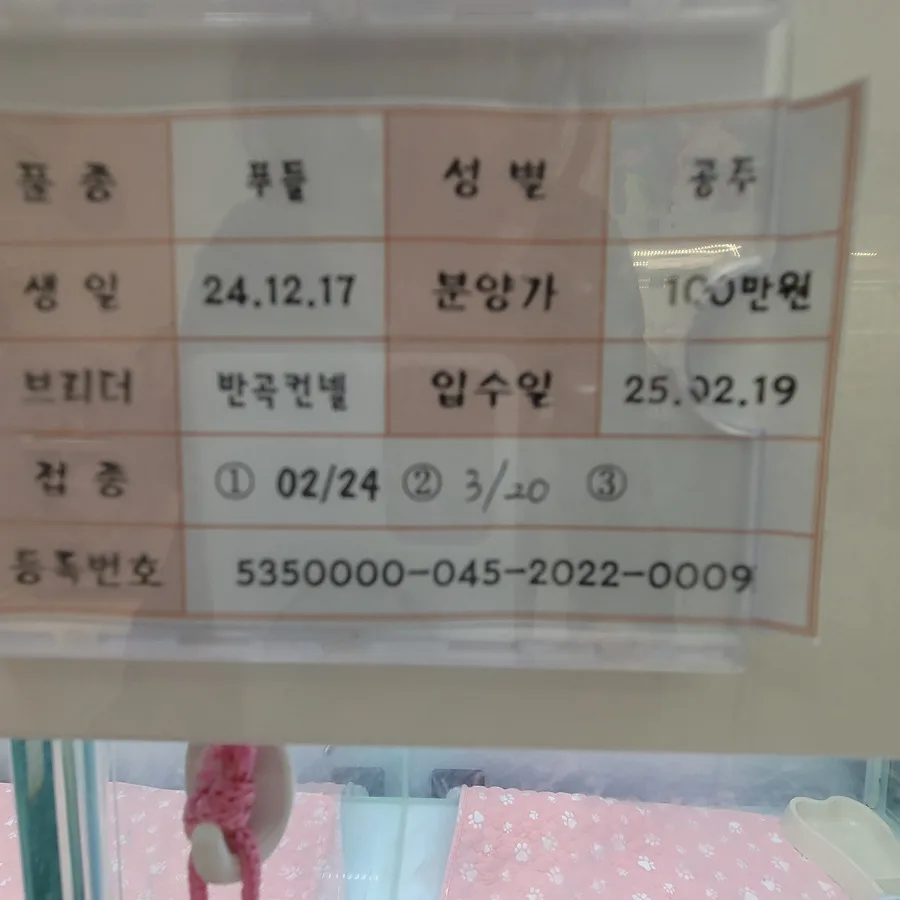 양산 파티푸들 분양 2026: 독특한 매력의 '스누피' 입양 가이드 2