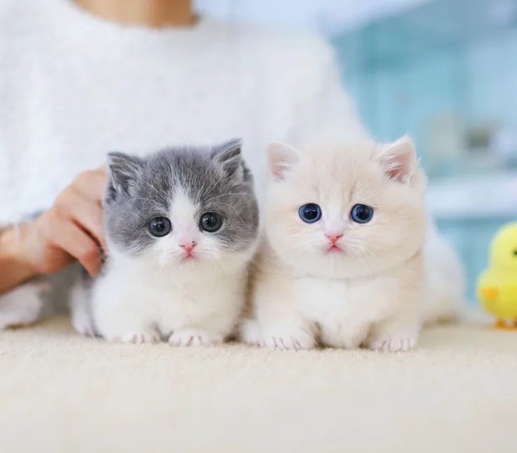 먼치킨 고양이 분양 2026: 유전병·타입·비용 핵심 총정리