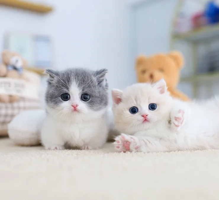 먼치킨 고양이 분양 2026: 유전병·타입·비용 핵심 총정리 2