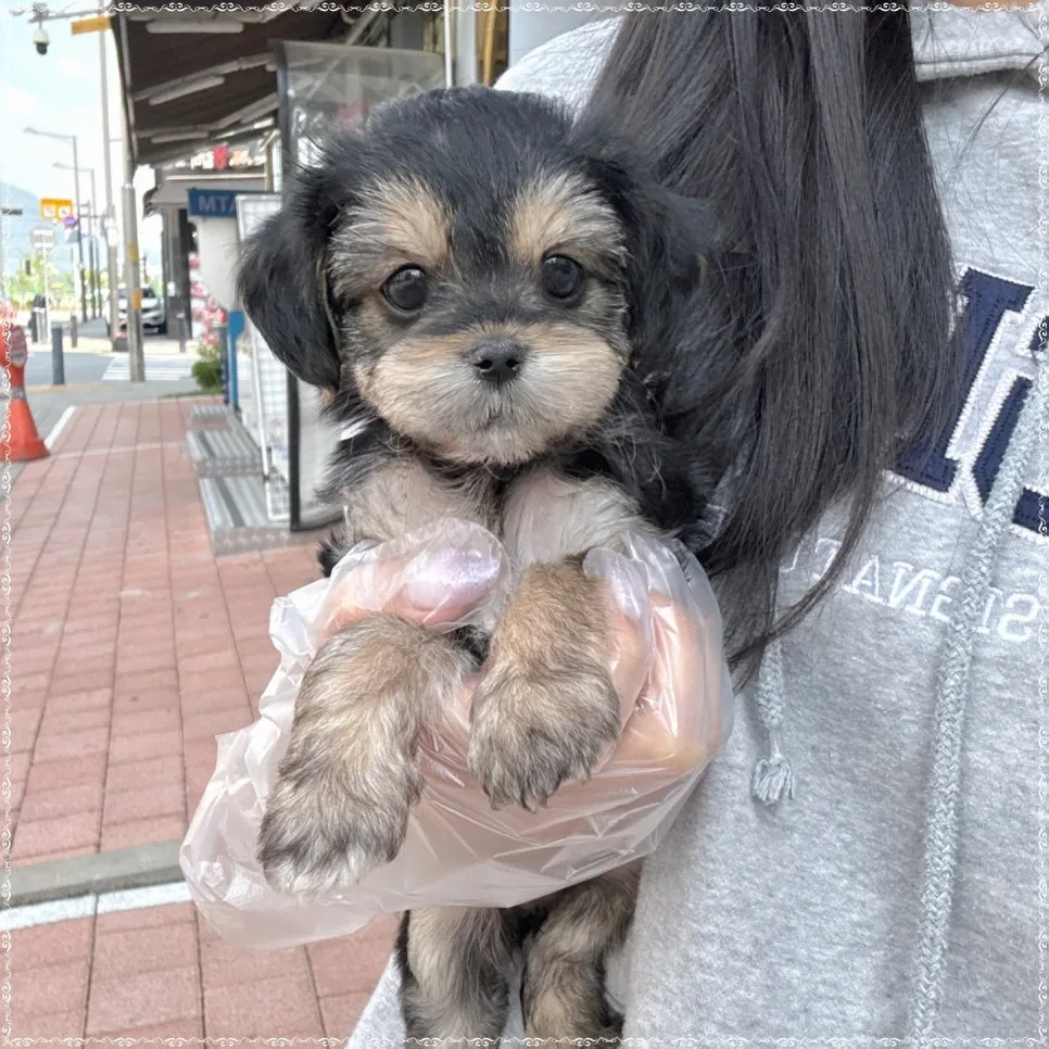 몰키 분양 2026: 특별한 믹스견 입양 전 필수 체크리스트 2
