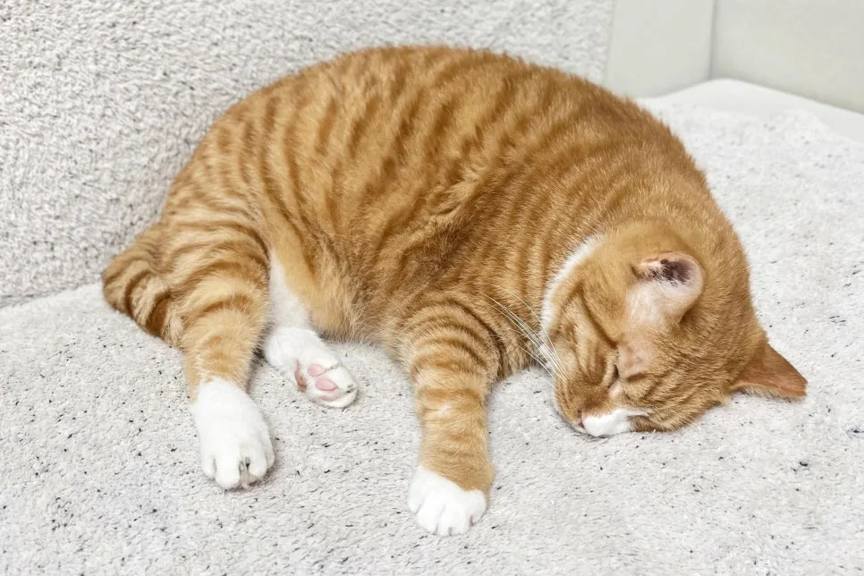 고양이 다이어트 사료 2026: 건강 체중 관리 꿀팁과 추천 성분 2