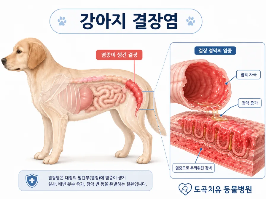강아지 혈변 원인 3가지: 흙 섭취 후 급성 결장염 vs AHDS 2026