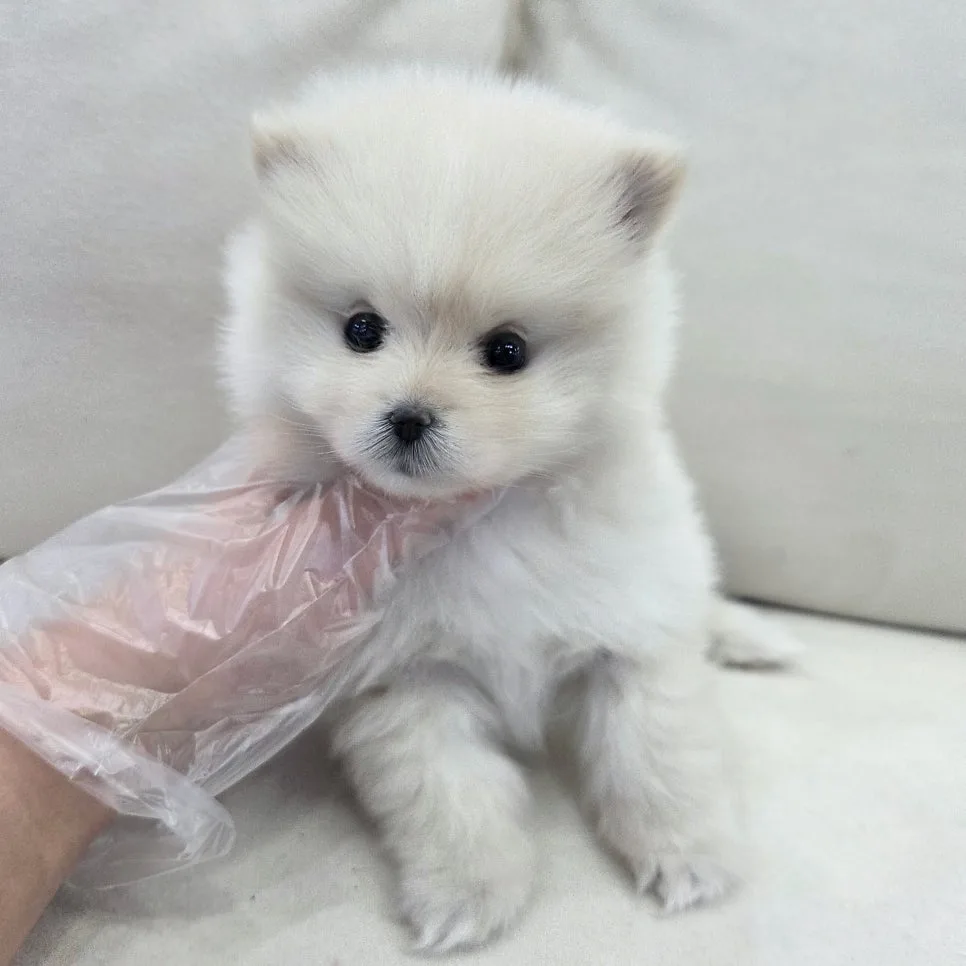 초보견주도 OK? 포메라니안 분양 2026년 핵심 가이드 — 반려동물 — incheondreamdog