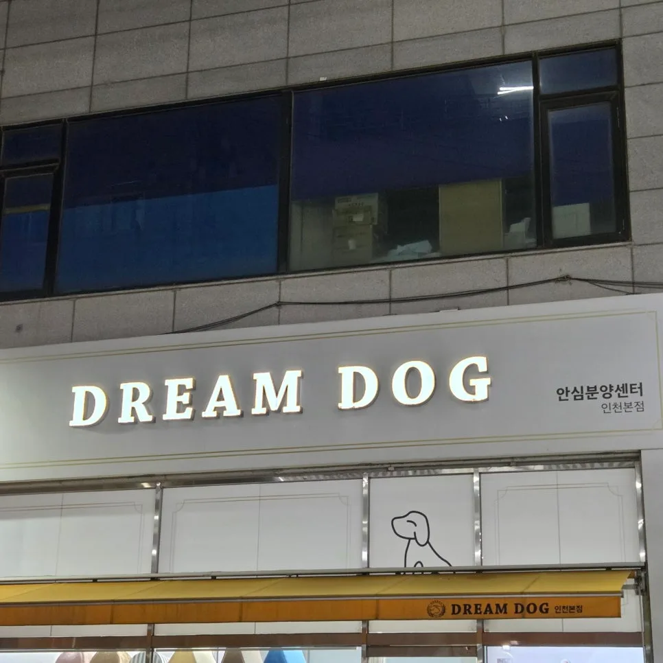 검단사거리 강아지 분양 기준 2026: 신중한 선택 가이드 2