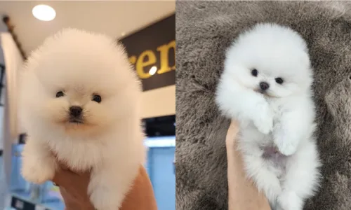 세종 강아지 분양 2026: 혈통 포메라니안 입양 후기 및 절차 2