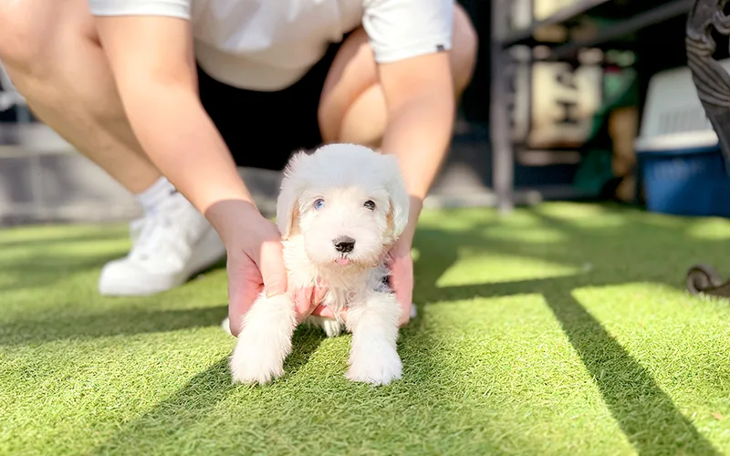 올드 잉글리쉬 쉽독 분양가, 30만원부터 100만원까지 이유별 비교
