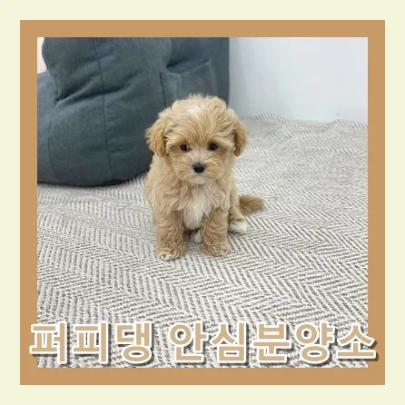 평택 말티푸 분양 2026: 책임감 있는 입양 가이드 2
