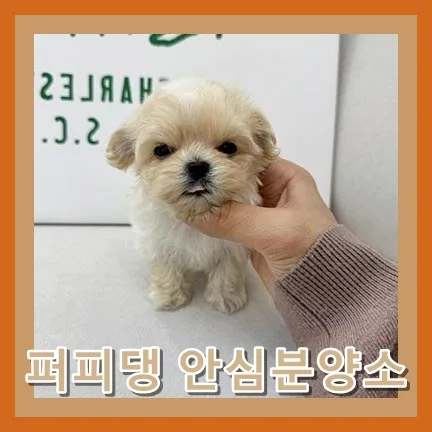 홍성 말티푸 분양: 2026년, 반려견 선택 가이드와 주의사항 2