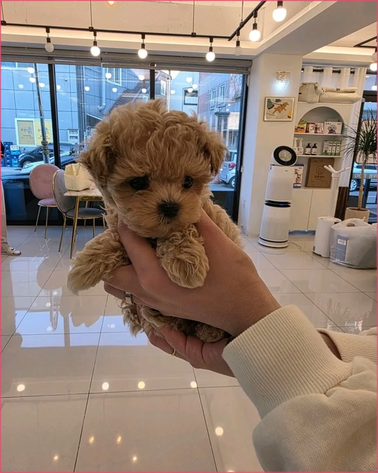 광주 강아지 분양 2026: 건강한 반려견 선택과 양육법 총정리 2
