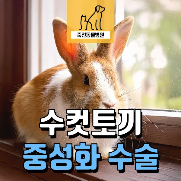 수컷 토끼 중성화, 2026년 이점과 주의사항 완벽 정리 — 반려동물 — astarose