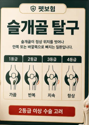 강아지 슬개골 수술 보험, 2026년 보장받는 핵심 조건 총정리 2