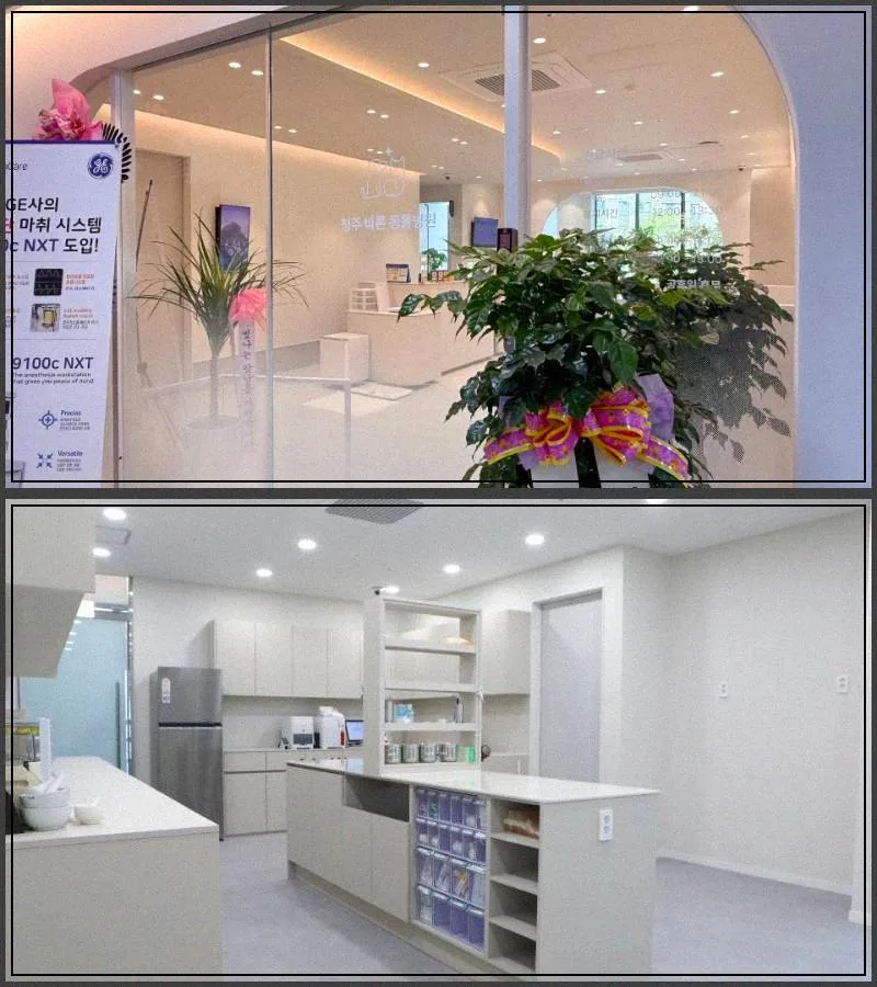 강아지 긁는 이유 2026년 최신 정보: 병원 가기 전 준비사항 완벽 정리 2