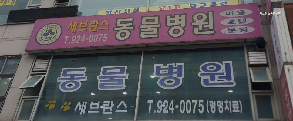 일산 탄현역 동물병원: 세브란스동물병원 진료 정보 2026