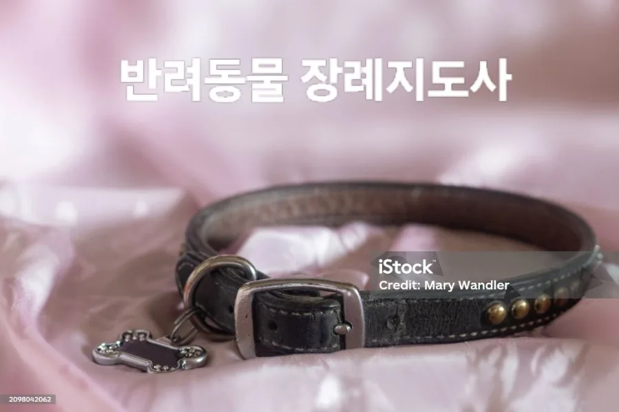 반려동물 장례지도사 자격증 2026년 취득 방법 및 전망 총정리