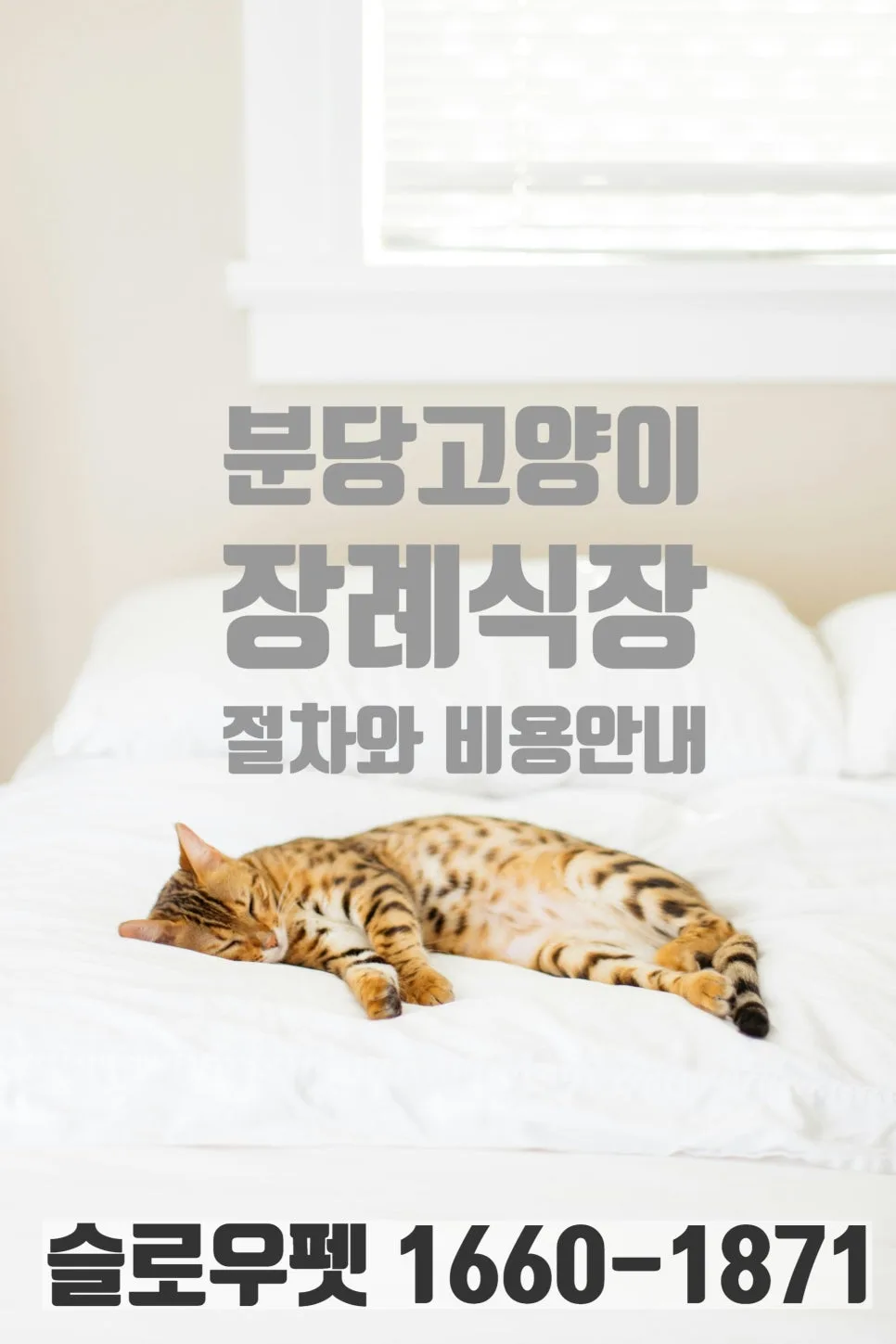 분당 고양이 장례 절차와 비용 2026년 총정리