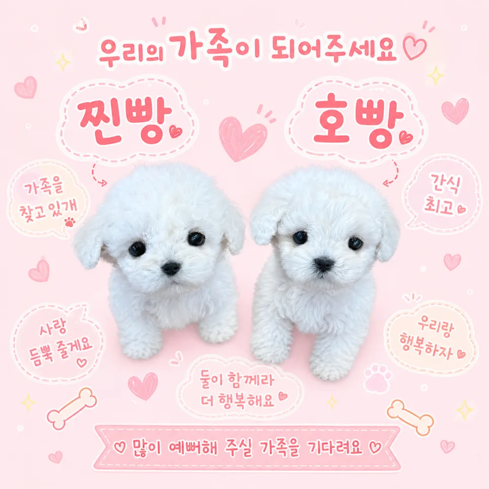 평택 비숑 분양 2026: 찐빵·호빵이, 성격별 맞춤 선택 가이드