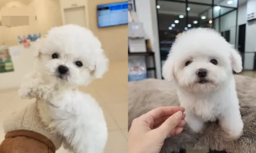 세종 강아지 분양 2026: 미니 비숑 입양 후기 및 퀄리티 체크 2