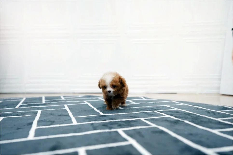 Toy Poodle Adoption 2026: 5 Ways to Find a Healthy Pup 3
