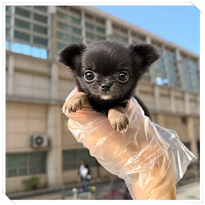천안 장모 치와와 분양 2026: 똑똑한 선택 위한 가이드