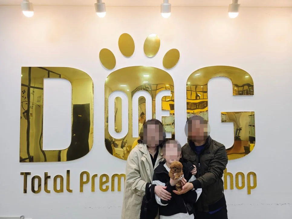 세종 토이푸들 분양 2026: 외동딸의 눈물, 새 가족 맞이 후기 2