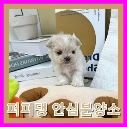 서산시 펫샵 입양 후기: 건강한 반려견 만나는 법 2026 2