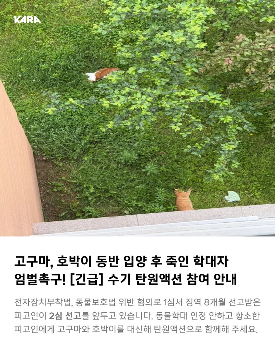 남양주 고양이 학대범 항소, 엄벌 촉구 탄원 2026년 3월 3