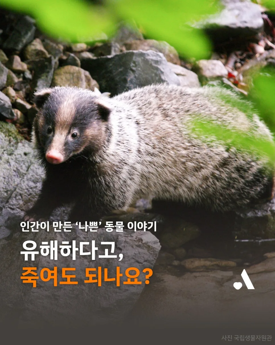 유해야생동물 관리, 사살만이 답일까? 2026년 공존 방안 모색 — 사회·시사 — wien9364
