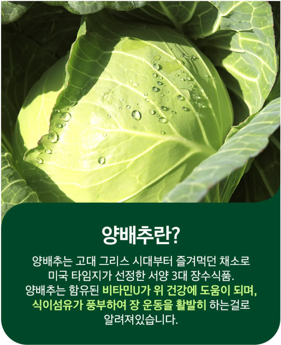속쓰림 완화, 양배추환 2026년 복용법과 효능 총정리 3