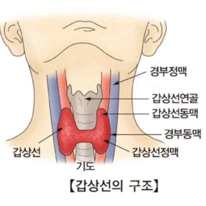갑상선 T4→T3 전환율 높이는 식단과 영양소 2026 — 건강·의학 — naomi71