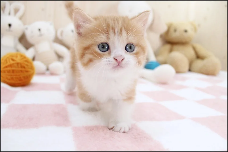 먼치킨 고양이 분양가 2026: 건강한 묘종 선택 가이드 2