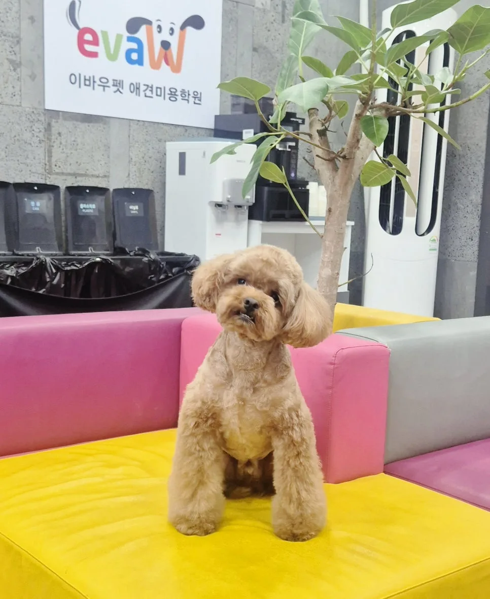 부천애견미용학원 선택 가이드 2026: 실전 실력 키우는 법 2