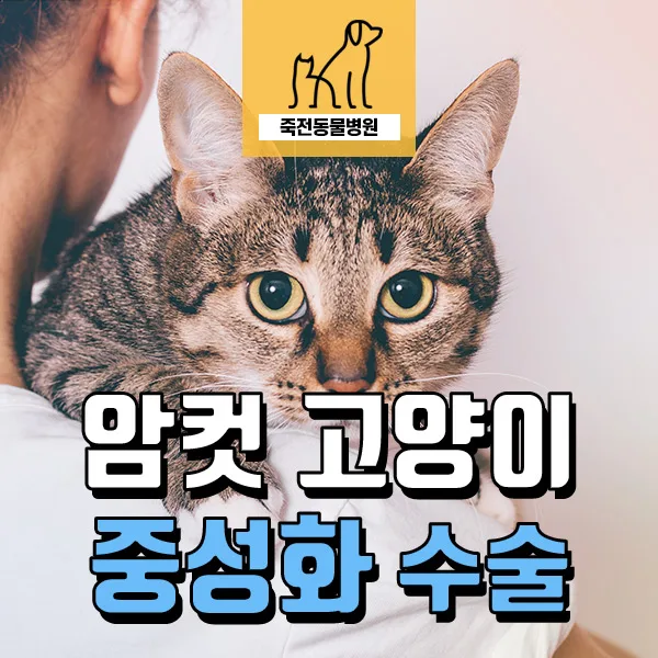 암컷 고양이 중성화, 넥카라 없이 회복하는 방법 2026