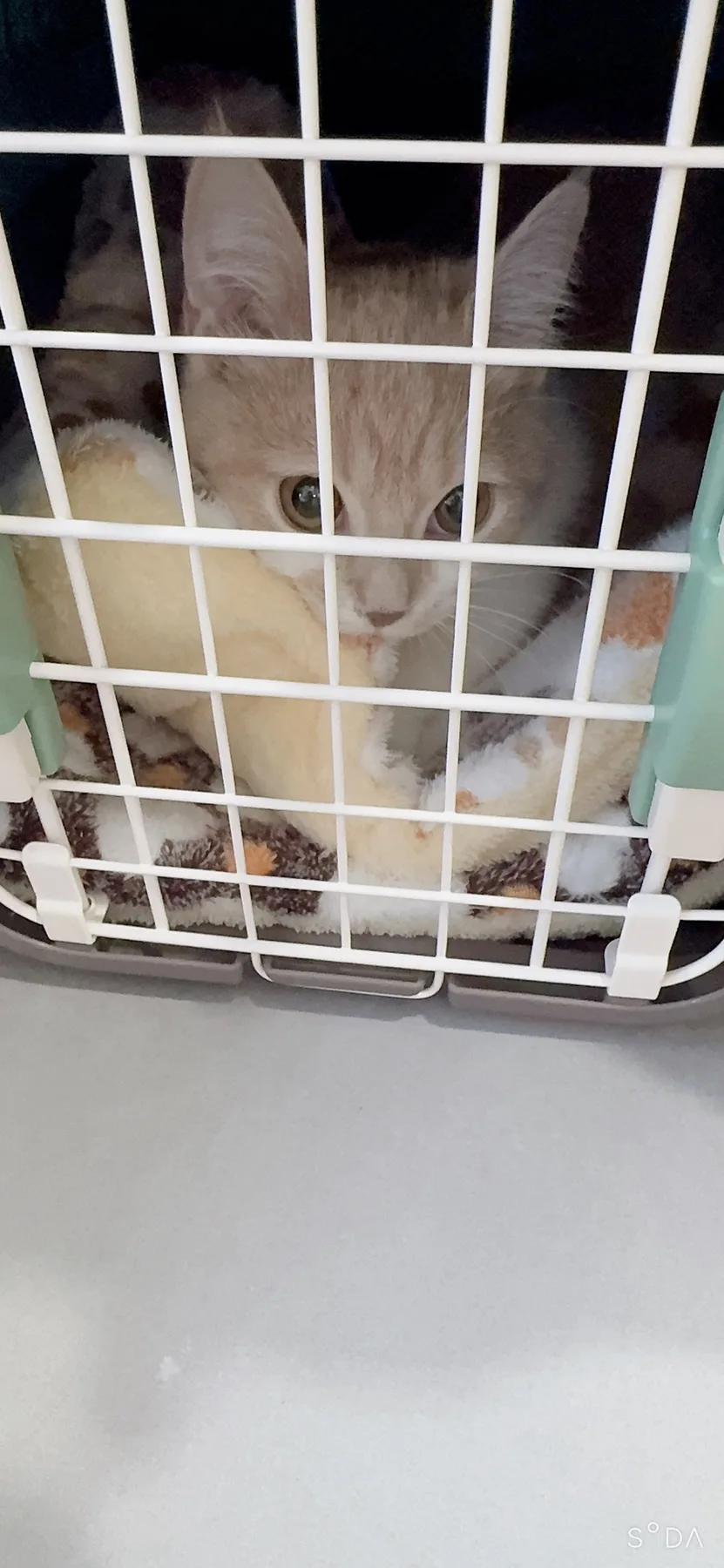 Female Cat Spay Surgery: Timing, Cost & Recovery Guide 2026 2