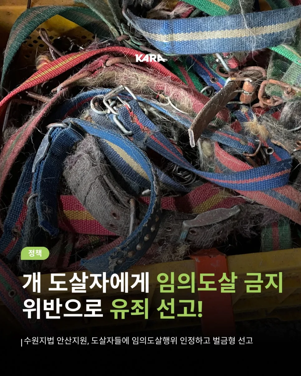 개 도살자 최초 유죄 판결 2026: 임의도살금지 적용 사례 — 사회·시사 — wien9364