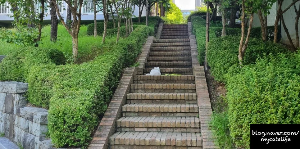 아파트 단지 산책 2026: 고양이와 함께하는 새벽 풍경 3