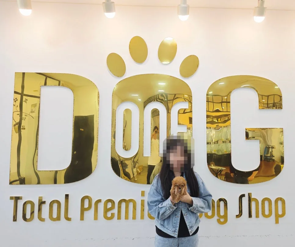 세종 토이푸들 분양 후기: 딸의 공부와 아버지의 사랑 2026 2