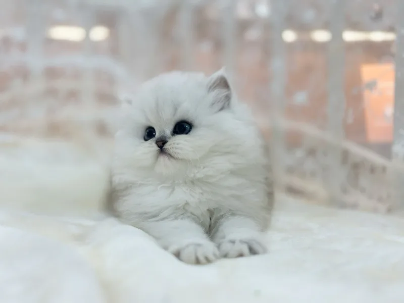 공주 고양이 분양, 건강한 반려묘 찾는 3가지 핵심 조건 2026 2