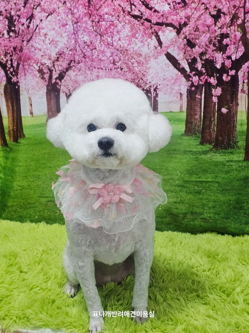 광명 비숑 미용 2026: 콩떡이와 솜이의 솔직 후기, 표나개반려애견미용실 2